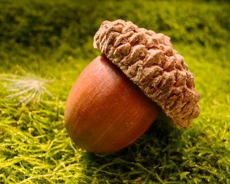 HUAWEI Mate 50 2.5 cm macro shooting