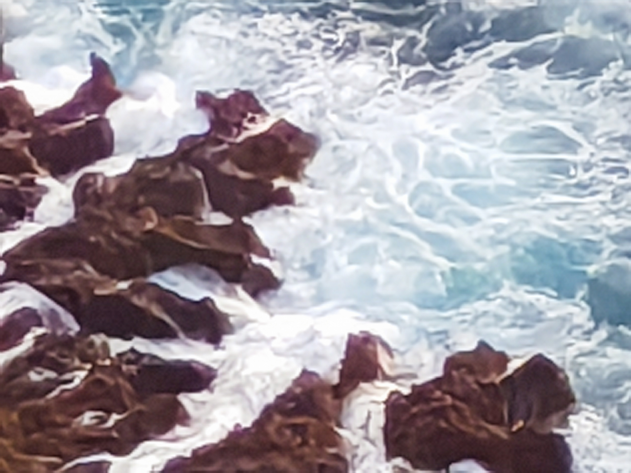 كاميرا تلفوتو، تظهر للعالم القدرات الحقيقية.